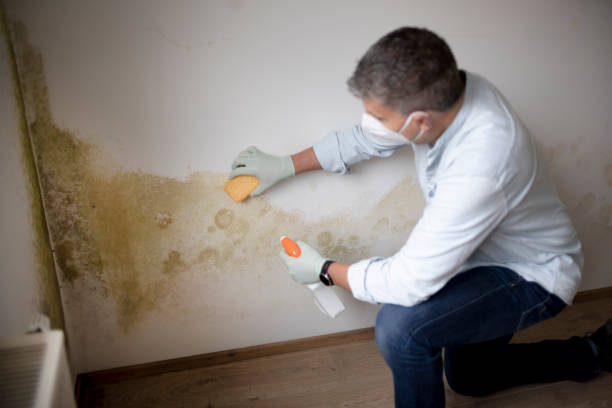 Best Comprehensive Air Testing for Mold Contaminants  in Estill, SC