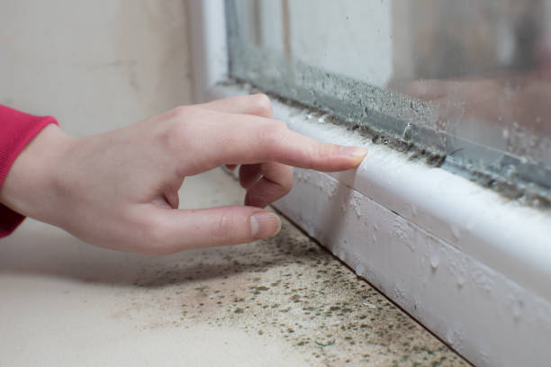 Best Mold Remediation for Healthcare Facilities  in Estill, SC