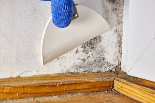 Best Environmental Consulting for Mold Prevention  in Estill, SC